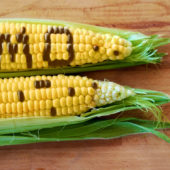 gmo-corn