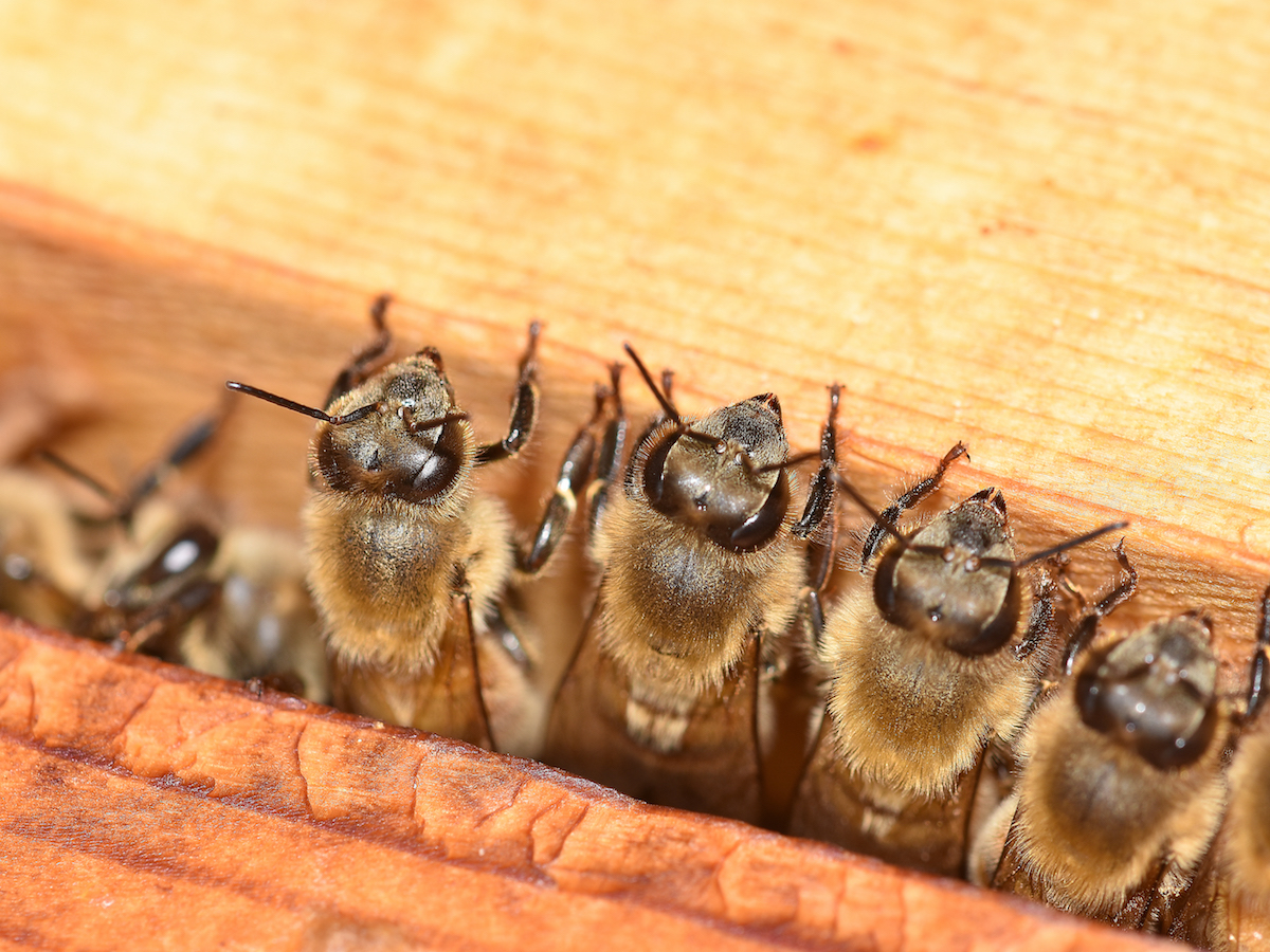 honey-bee-workers-lined-up