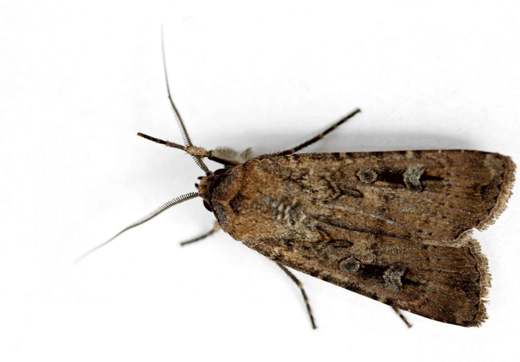 moth0