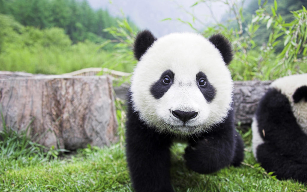 panda0