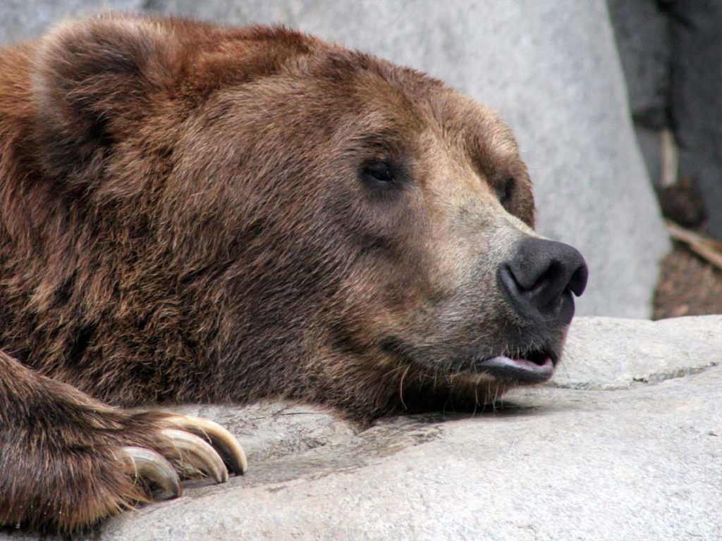 tjanshanskij-ili-belogokotnyj-medved-animal-reader