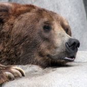 tjanshanskij-ili-belogokotnyj-medved-animal-reader