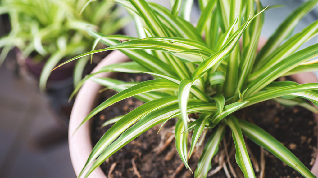 1047-the_best_air-purifying_plants_for_your_home-1296x728-spider_plant