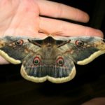 Почему в животе «летают бабочки»