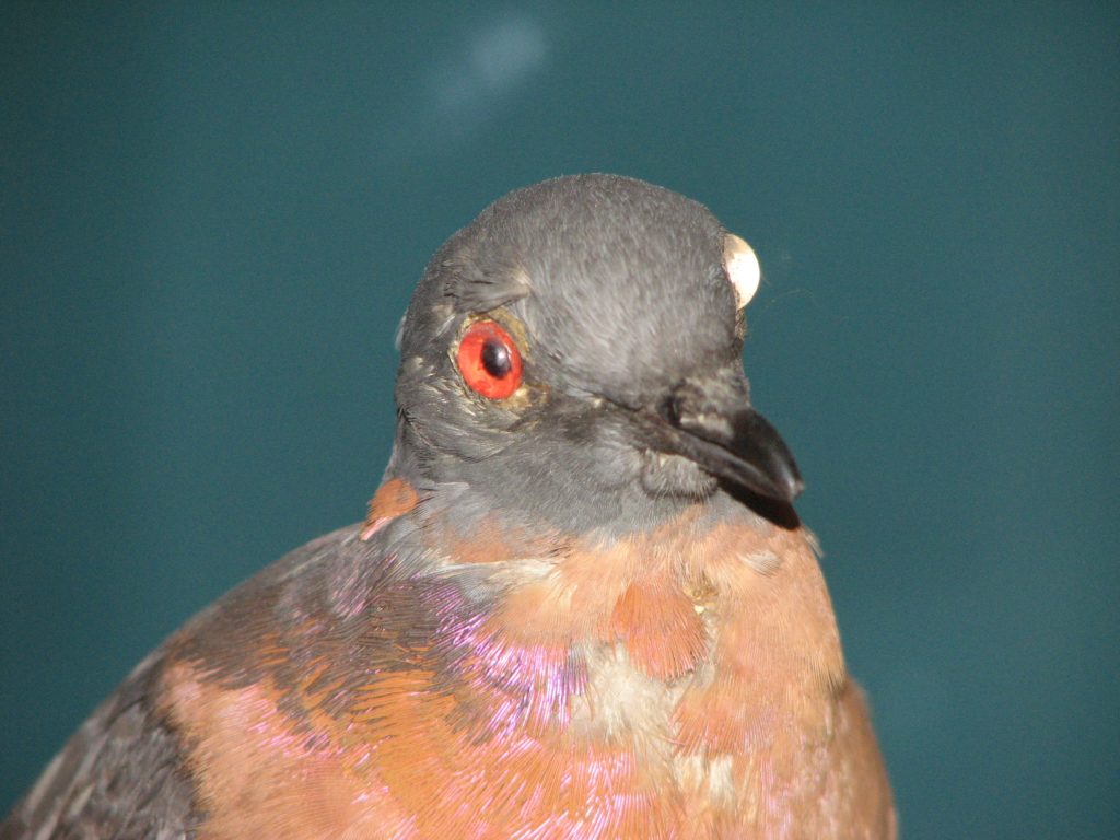 1511175809_golu