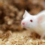 Квантовые точки вылечили болезнь Паркинсона у мышей
