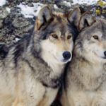 Волки оказались больше склонны к перемирию, чем собаки