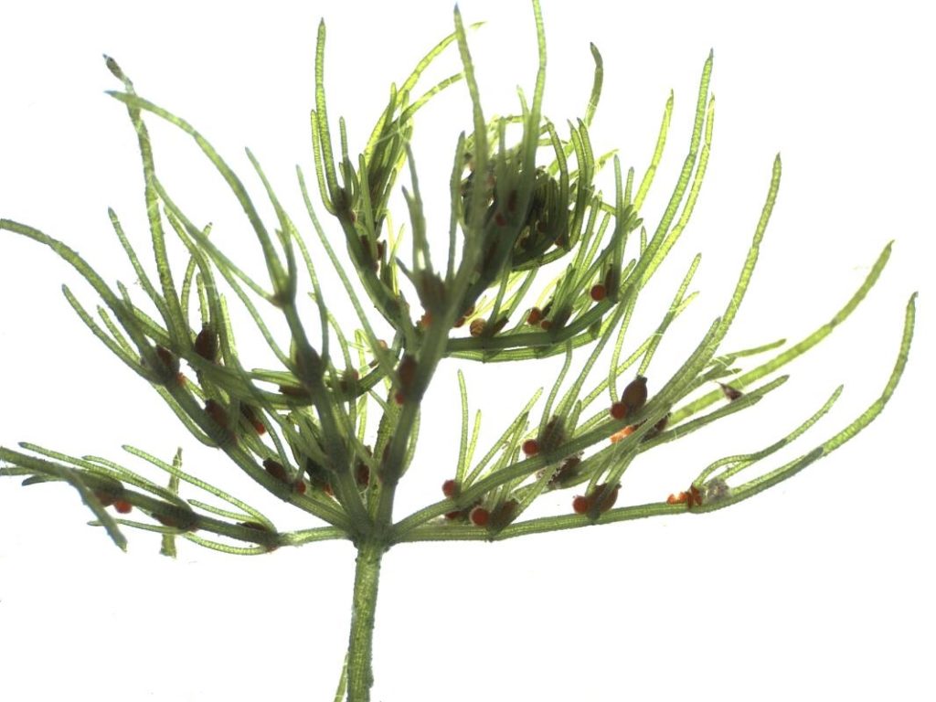 charophyta