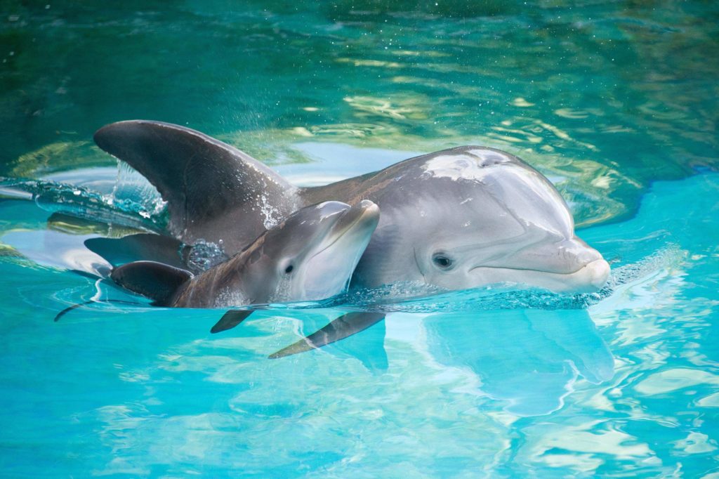 discovery-cove-baby-dolphin
