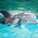 Дельфины помогли раскрыть природу менопаузы