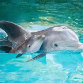 discovery-cove-baby-dolphin