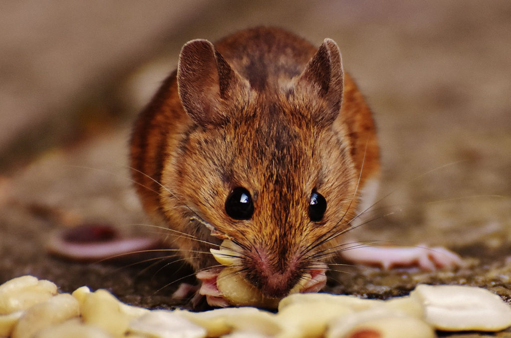 rodent