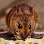 У мышей нашли новые нейроны, связанные с чувством голода