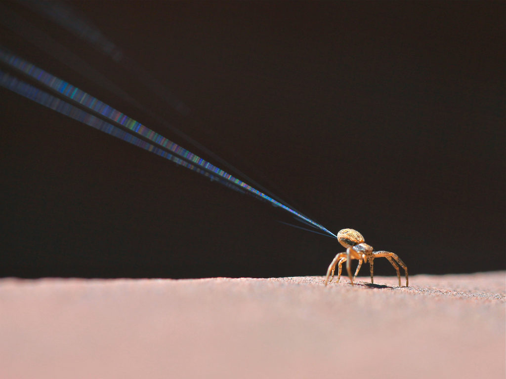 spider0
