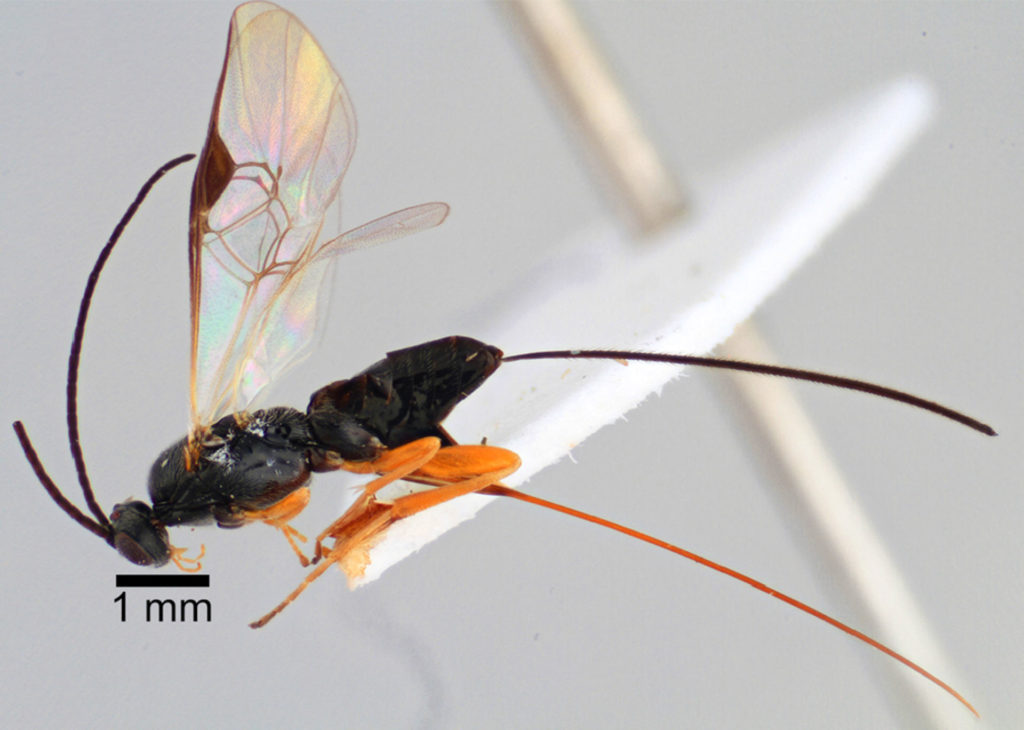 wasp0