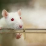 Клетки иммунитета повлияли на половое поведение крыс
