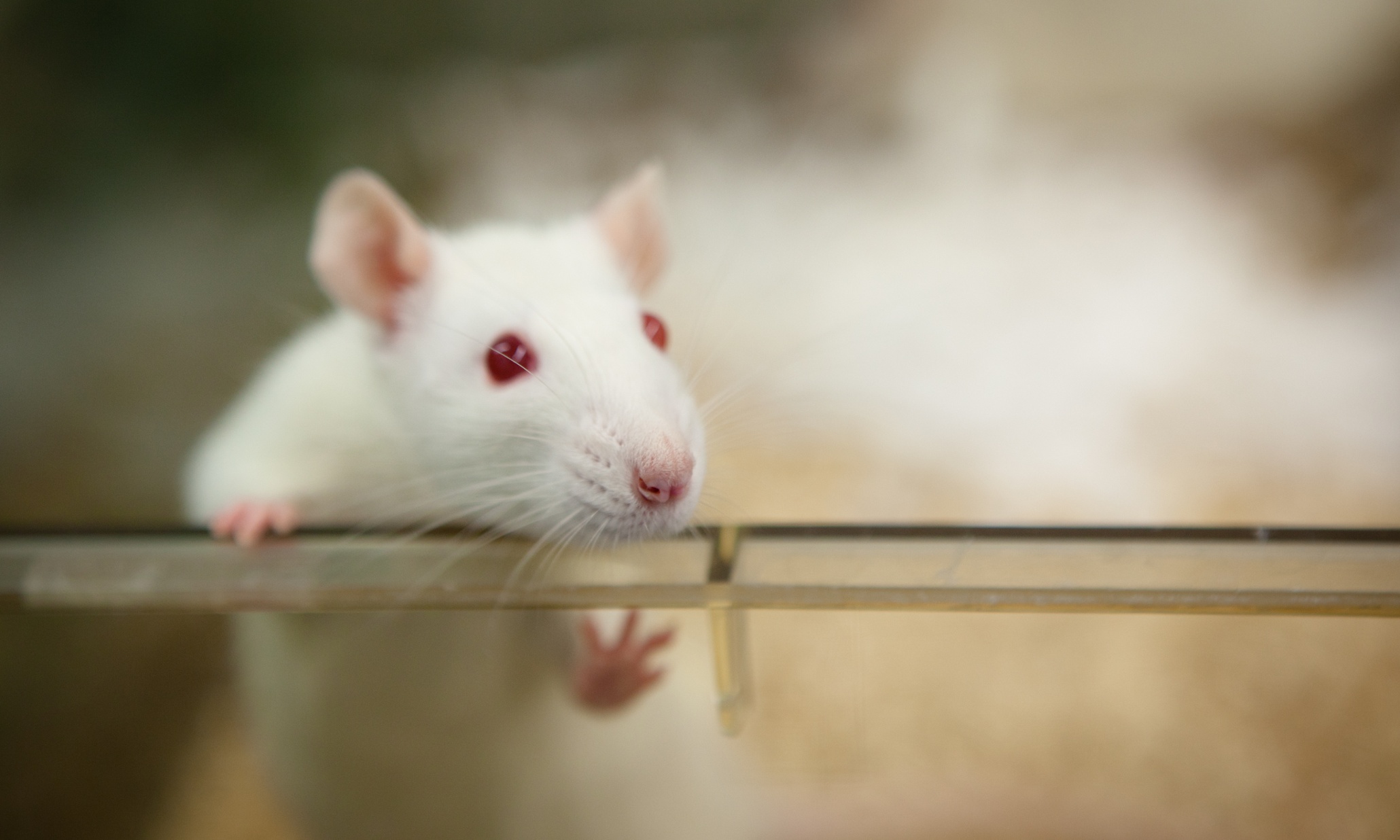Белая лабораторная крыса