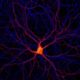 Открыт новый вид нейронов