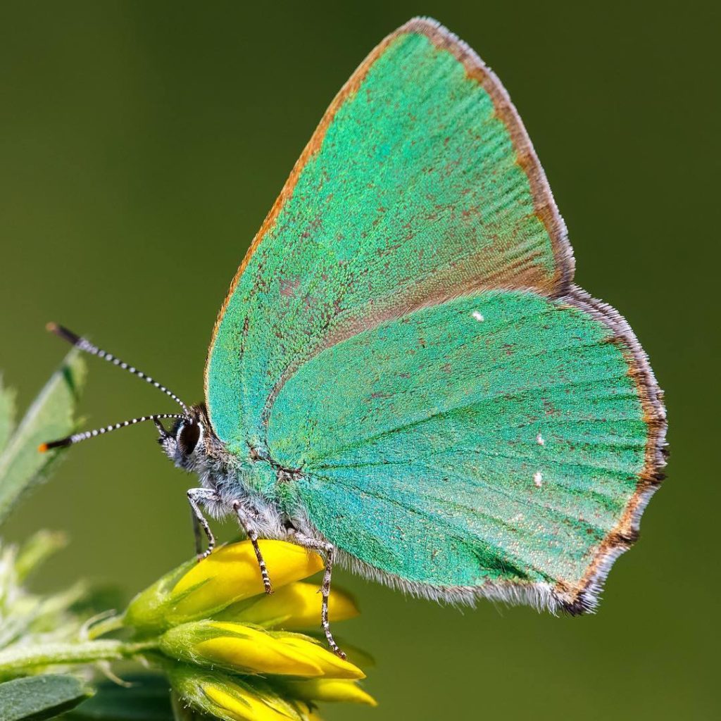 adam-gor-butterfly-photography-61