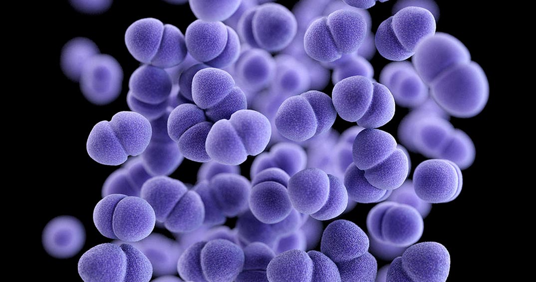 bacteria-enterococcus