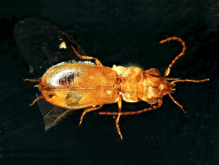 beetle0