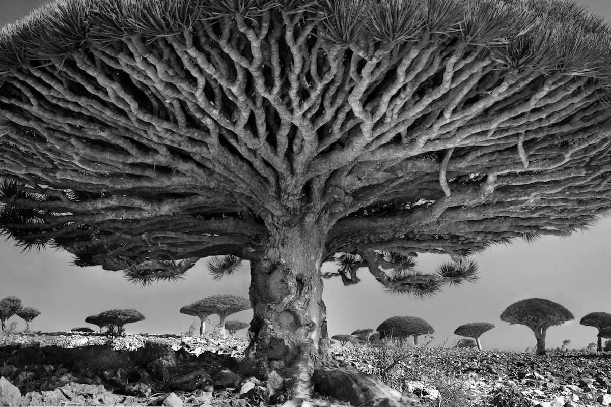 Самое Старое Дерево На Планете