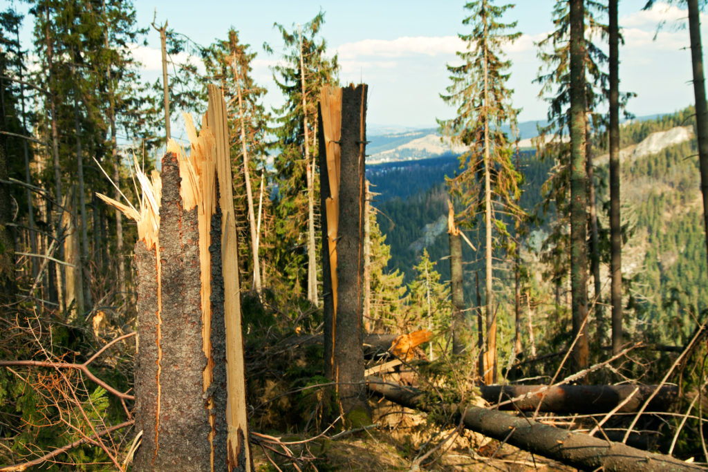 forest-destruction