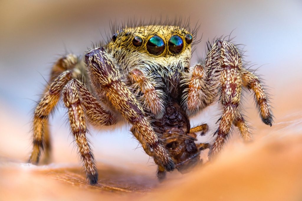 john-hallmen-insect-photography-51