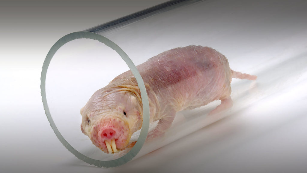 molerat0