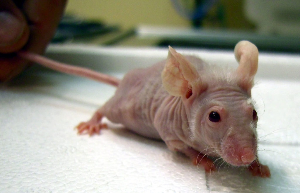 mouse0
