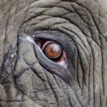 «Генетический зомби» защищает слонов от рака