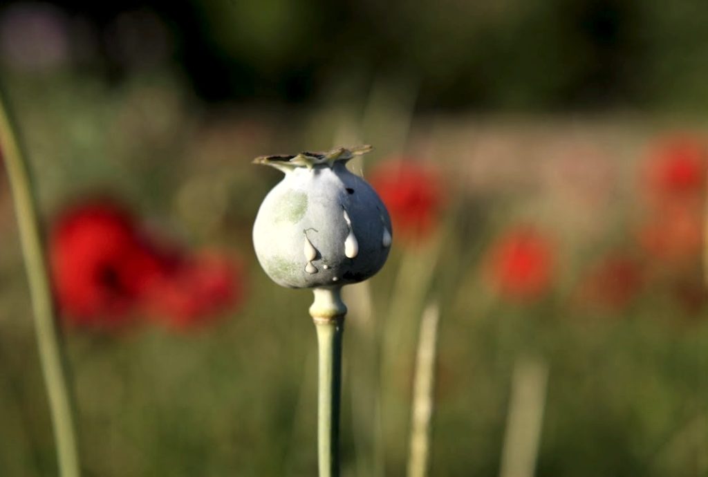 poppy0