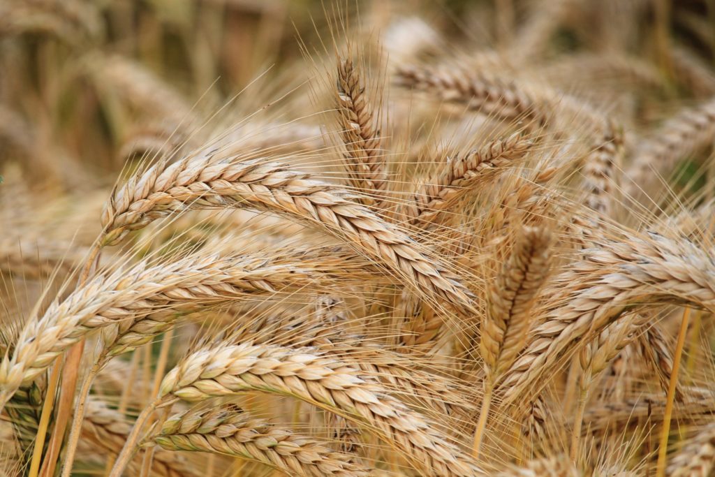 wheat0