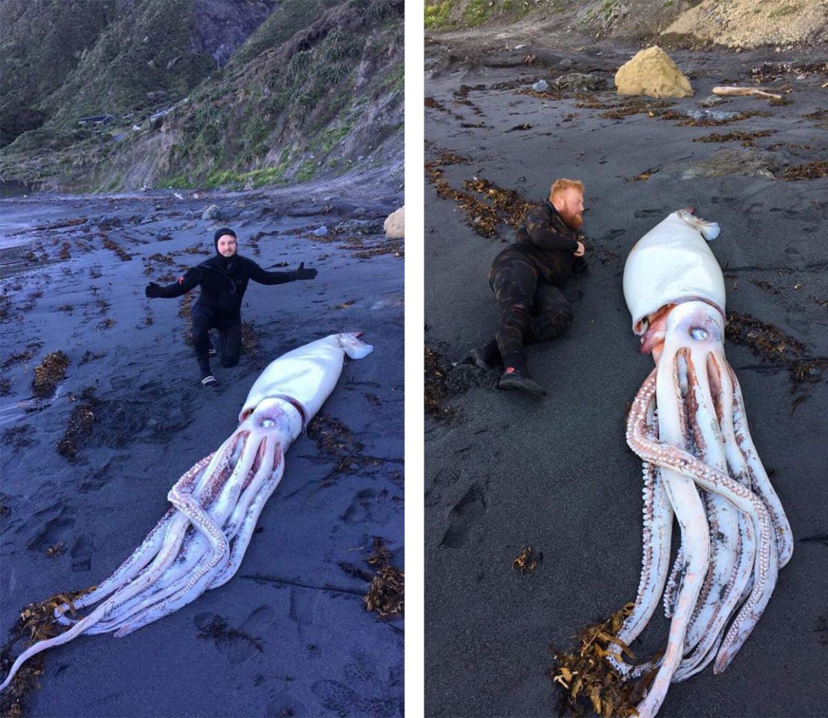 In New Zealand, Found A Giant Squid
