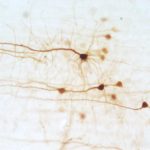 Биологи научились следить за «общением» нейронов
