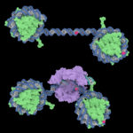 Нуклеосомы могут подавлять эффективность расщепления CRISPR/Cas9