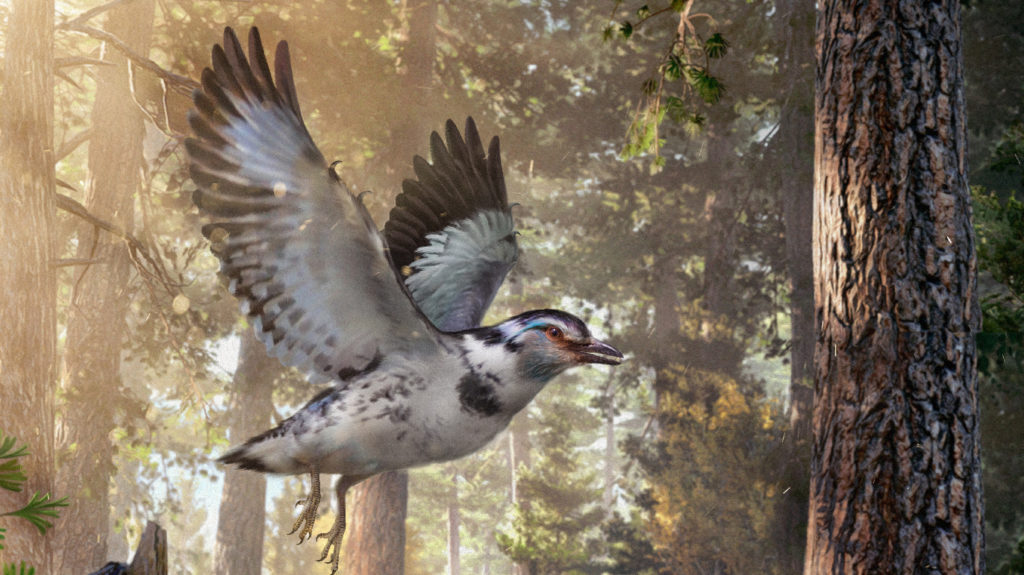 bird0