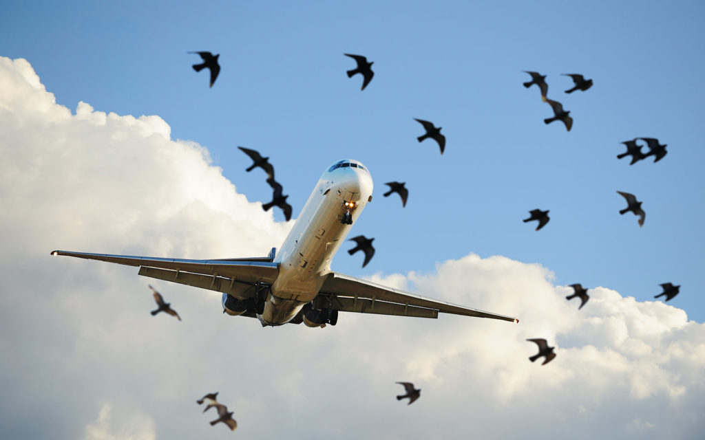 birds0