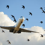 Дроны смогут отгонять стаи птиц от аэропортов