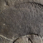 Палеонтологи определили останки одного из первых животных на Земле