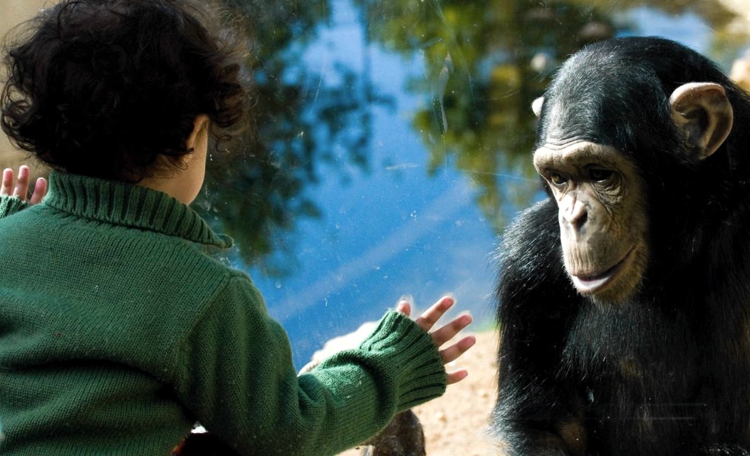 Дети шимпанзе фото
