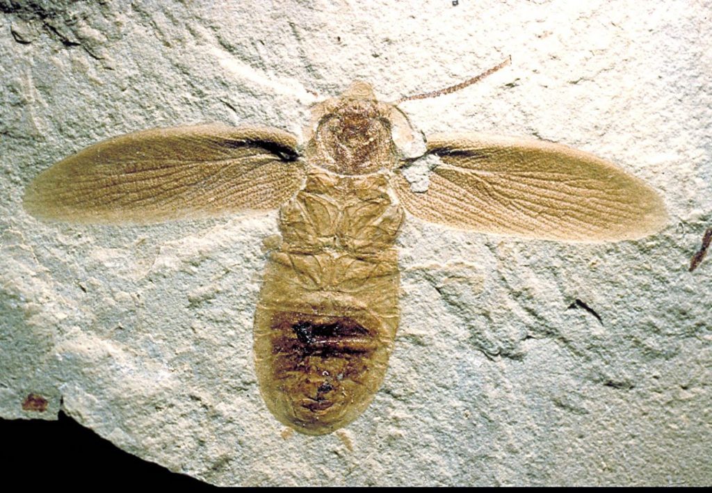 insect0