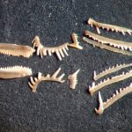 Ученые выяснили, как древние хищники «лечили» зубы