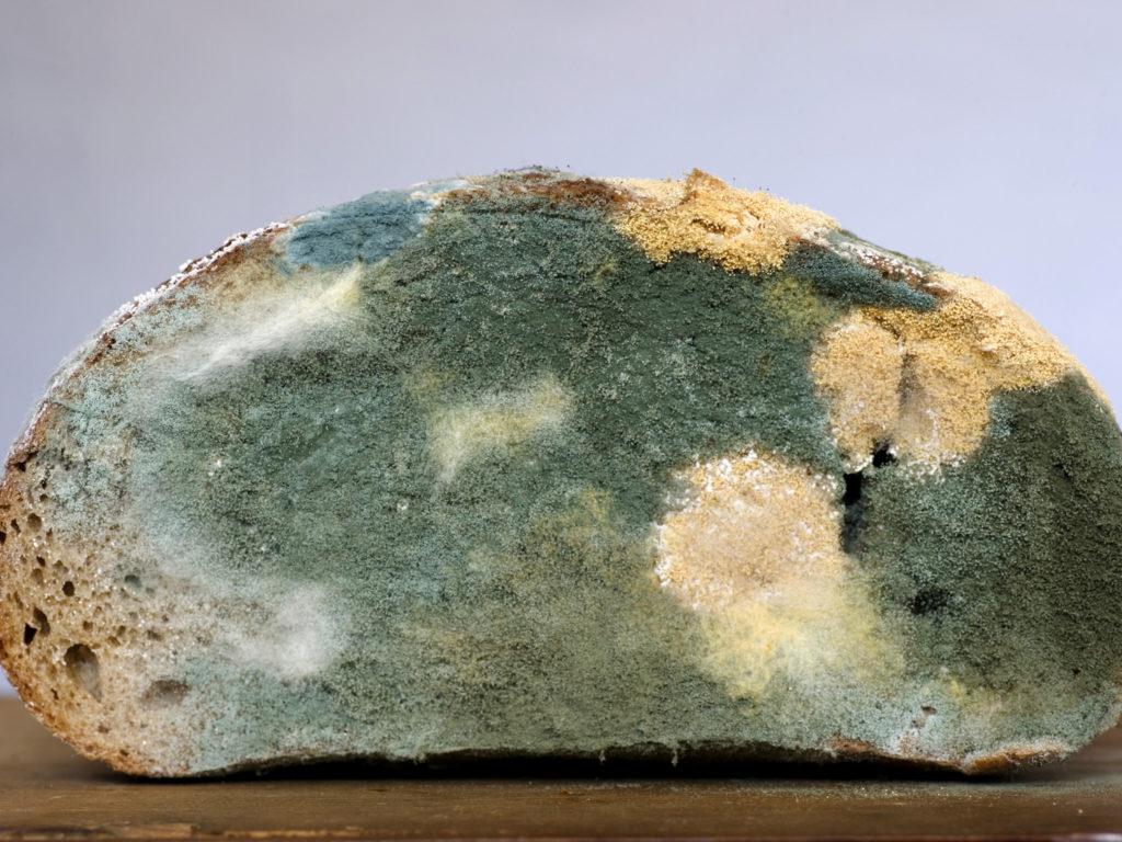 mouldy-bread-rex