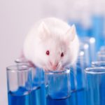 Генная терапия избавила мышей от кокаиновой зависимости
