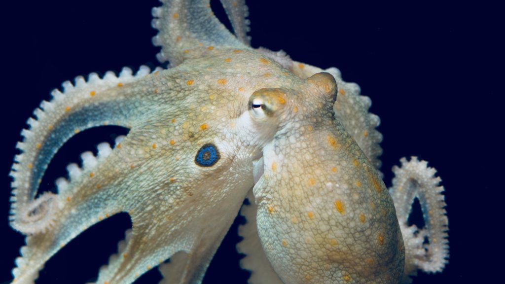 octopus0