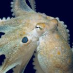 Ученые угостили осьминогов «экстази», чтобы исследовать механизмы эмпатии