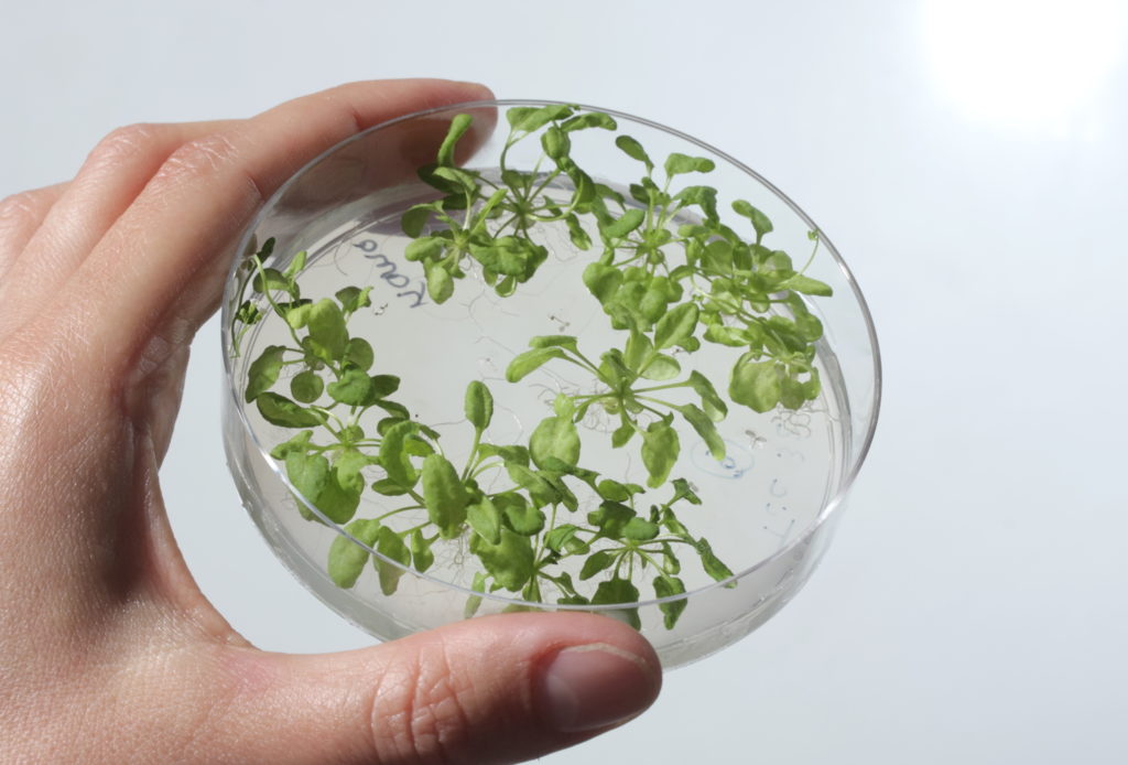 plant0