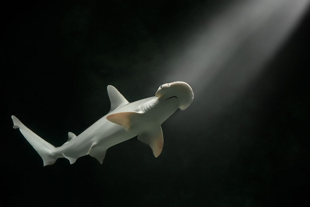 shark0