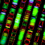 Биологи заново пересчитали человеческие гены